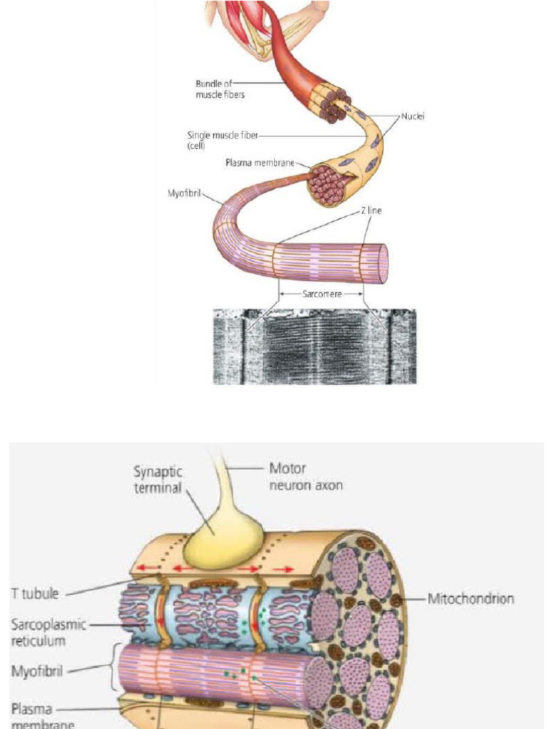Muscles | PDF
