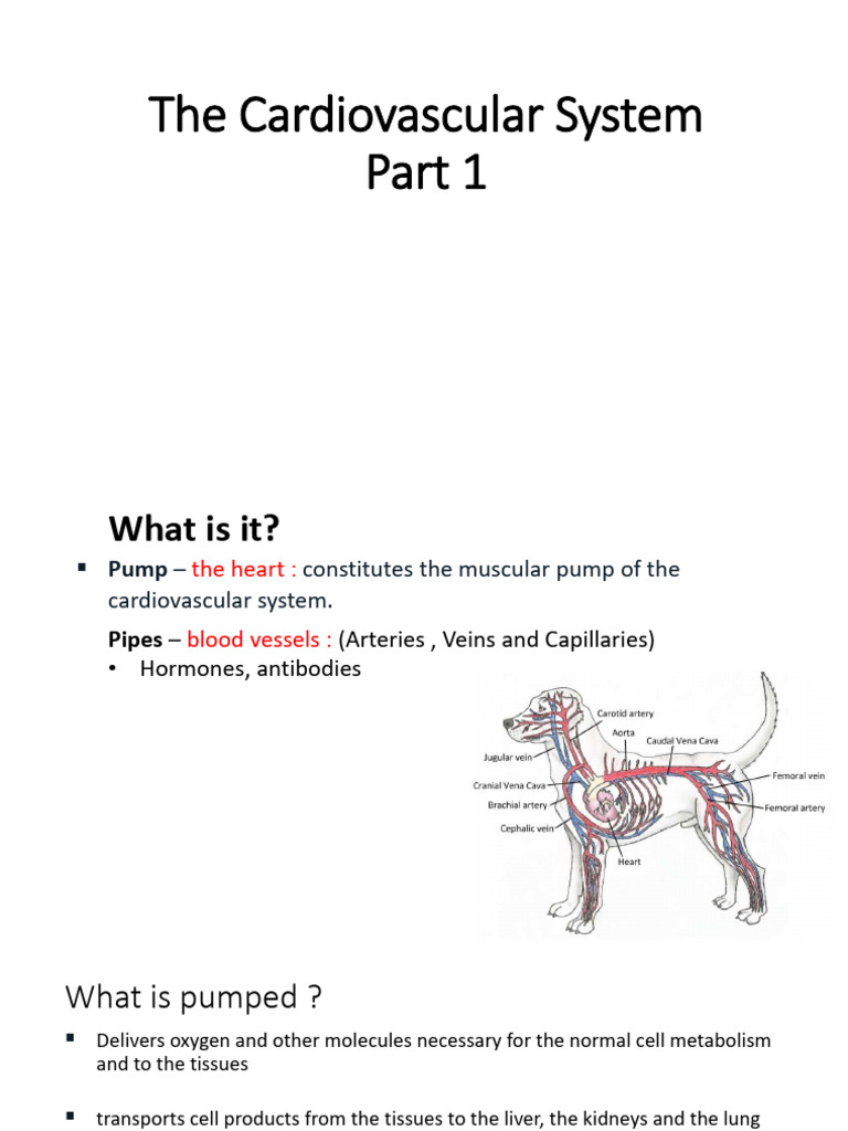 Overview of the Cardiovascular System | PDF | Heart Valve | Atrium (Heart)