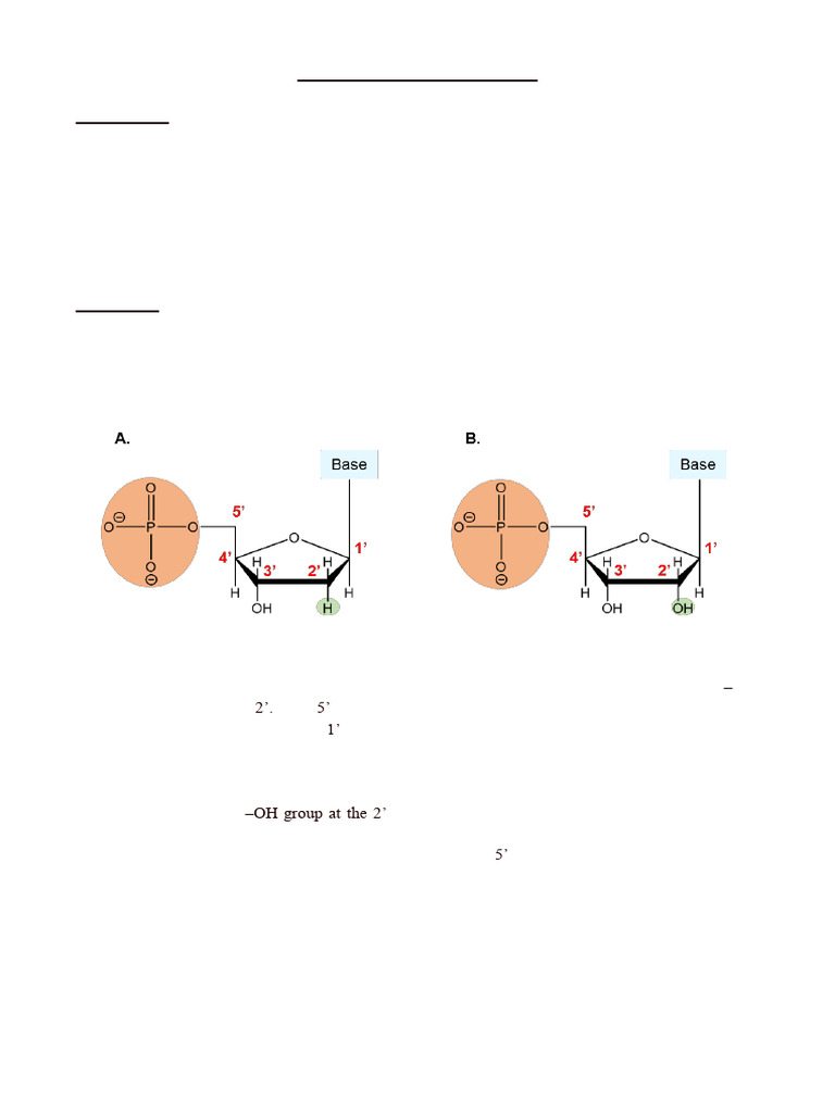Differences Between RNA and DNA Sugars | PDF | Nucleotides | Rna