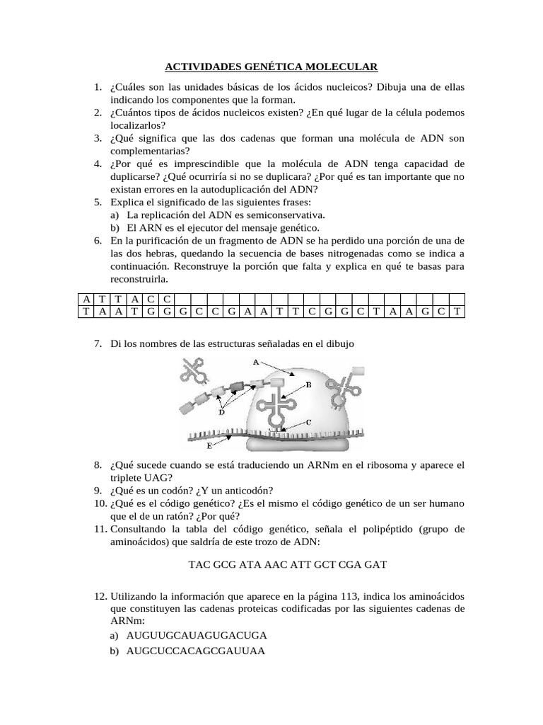 Actividades Genética Molecular 2 | PDF | Adn | Codigo genetico