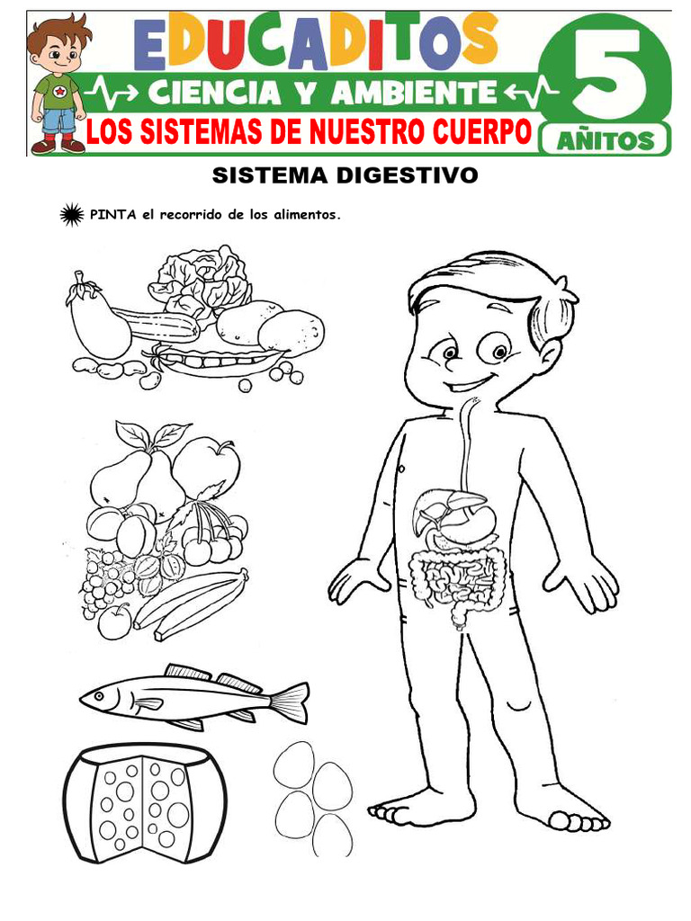Los Sistemas de Nuestro Cuerpo para Ninos de 5 Anos | PDF