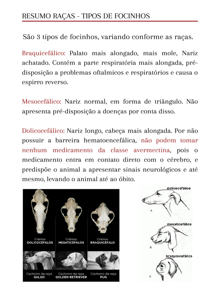 Tipos de Focinhos: Braquicefálico, Mesocefálico e Dolicocefálico | PDF
