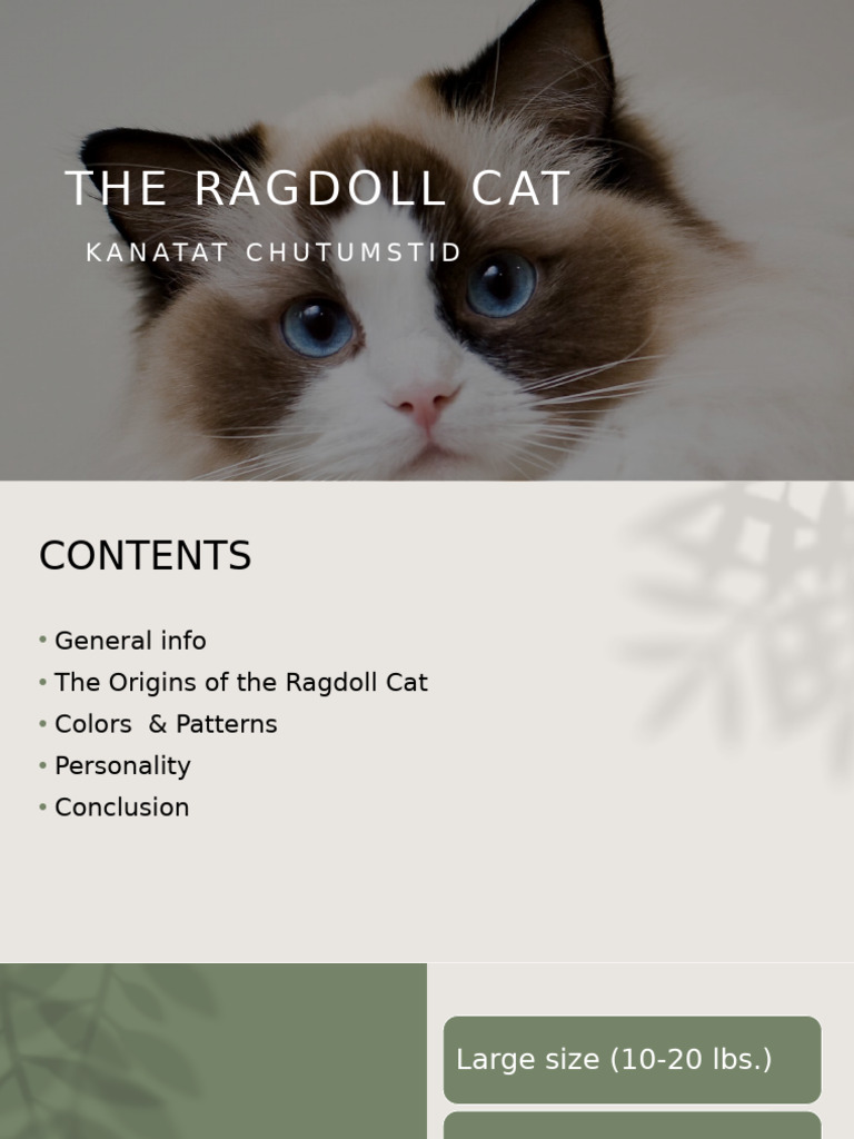 Ragdoll Cat Introduction Presentation For COM102 Informative Speech ...