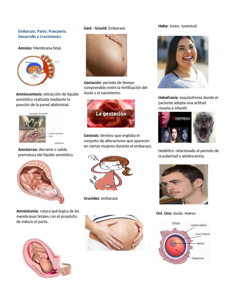Términos Clave sobre Embarazo y Parto | PDF | El embarazo | Parto