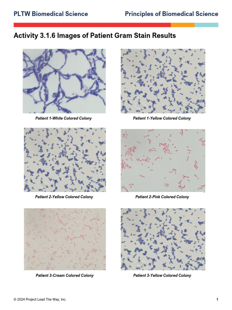 Patient Gram Stain Results Analysis | PDF