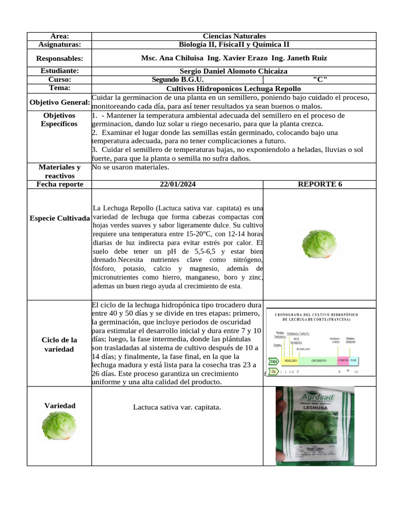 Cultivo Hidropónico de Lechuga Repollo | PDF | Lechuga | Germinación