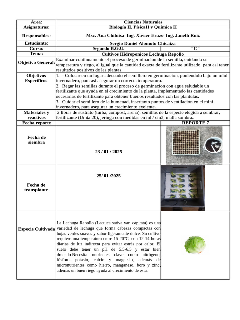 Cultivo Hidropónico de Lechuga Repollo | PDF | Germinación | Lechuga