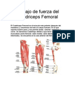 Trabajo de Fuerza Del Cuádriceps Femoral