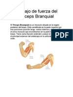 Trabajo de Fuerza Del Tríceps Branquial