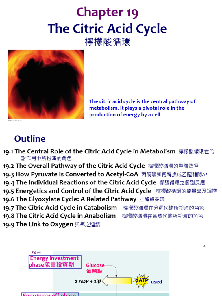 Citric Acid Cycle Overview and Functions | PDF | Diet & Nutrition ...