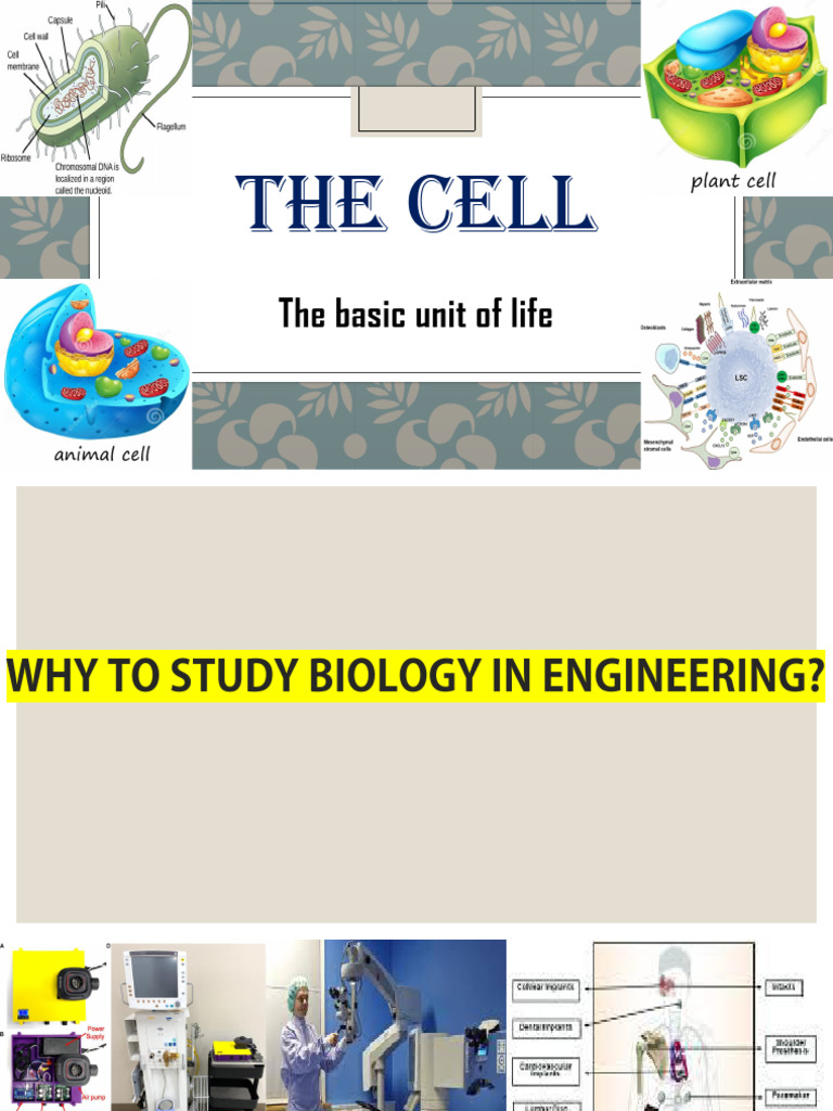 Understanding Stem Cells and Their Applications | PDF