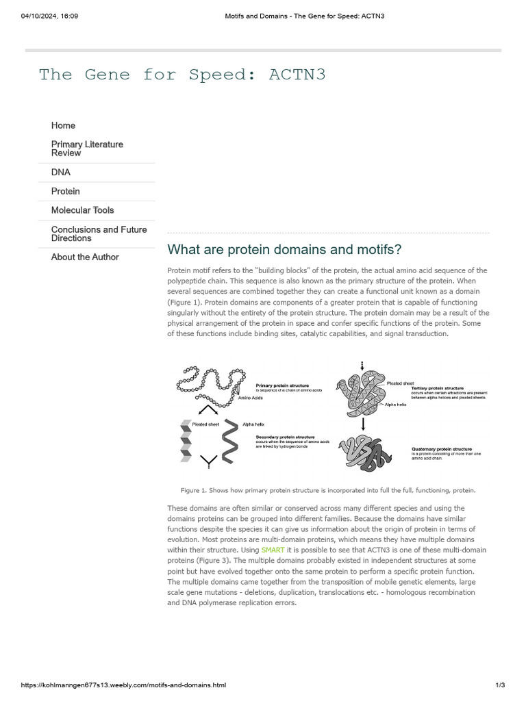 Motifs and Domains - The Gene for Speed_ ACTN3 | PDF | Proteins ...