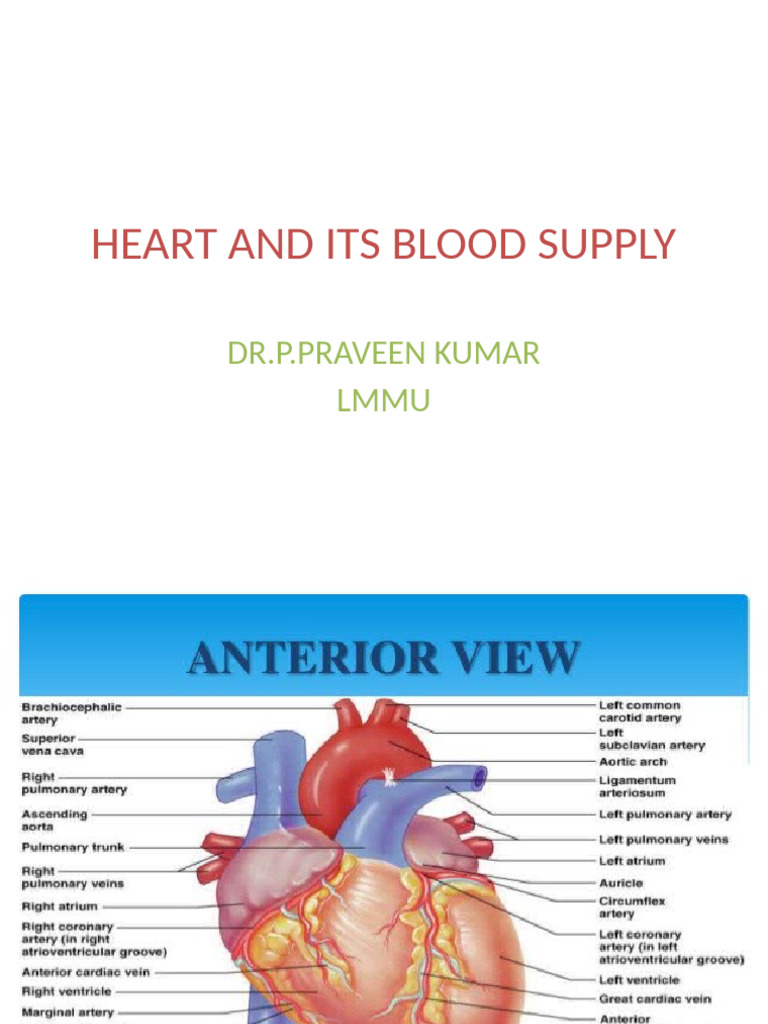 Heart | PDF