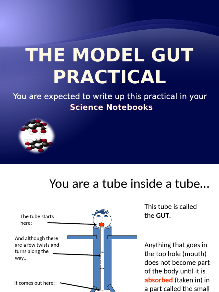 Model Gut Experiment: Digestion & Absorption | PDF | Small Intestine ...