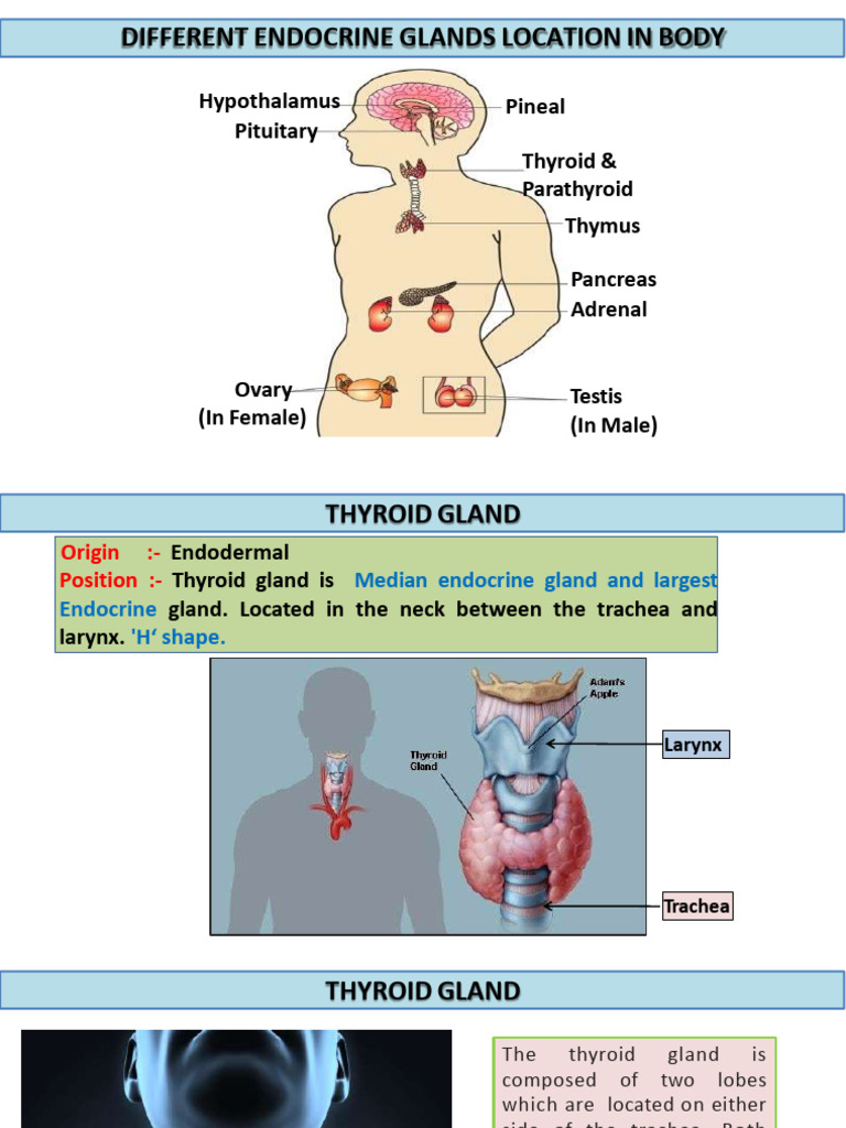 ENDOCRINE SYSTEM by DR YogeshSwami - 2 | PDF | Thyroid | Endocrine System