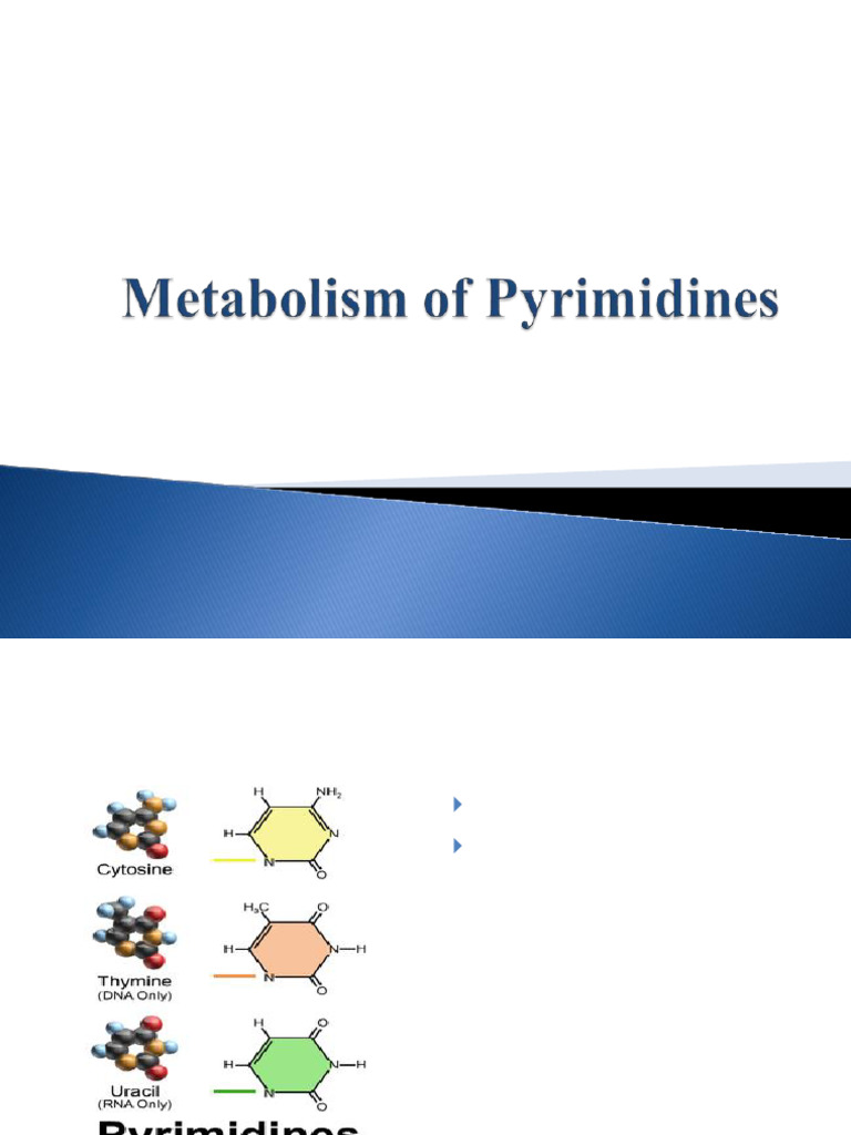 Pyrimidine Synthesis and Regulation | PDF | Biosynthesis | Nucleotides