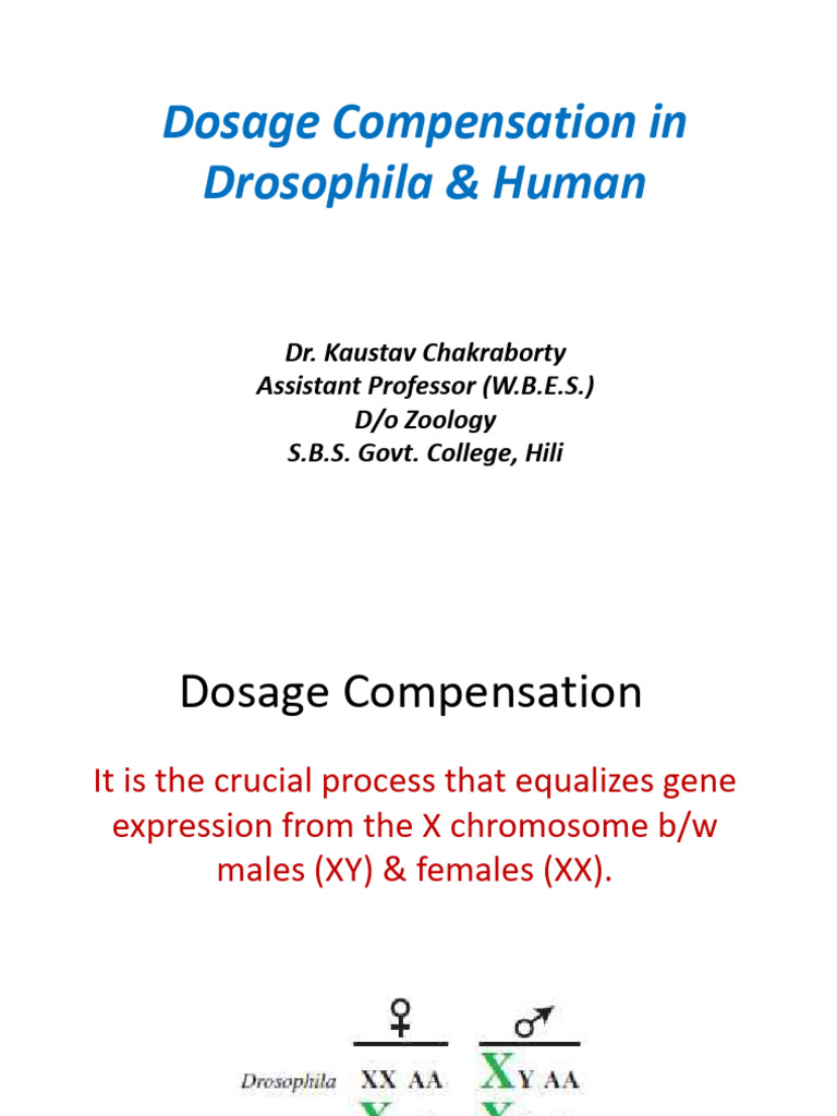 Dosage Compensation in Drosophila & Humans | PDF