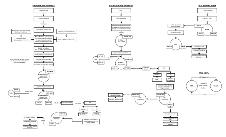 Cholesterol and Lipid Metabolism Pathways | PDF | Cholesterol | Lipoprotein