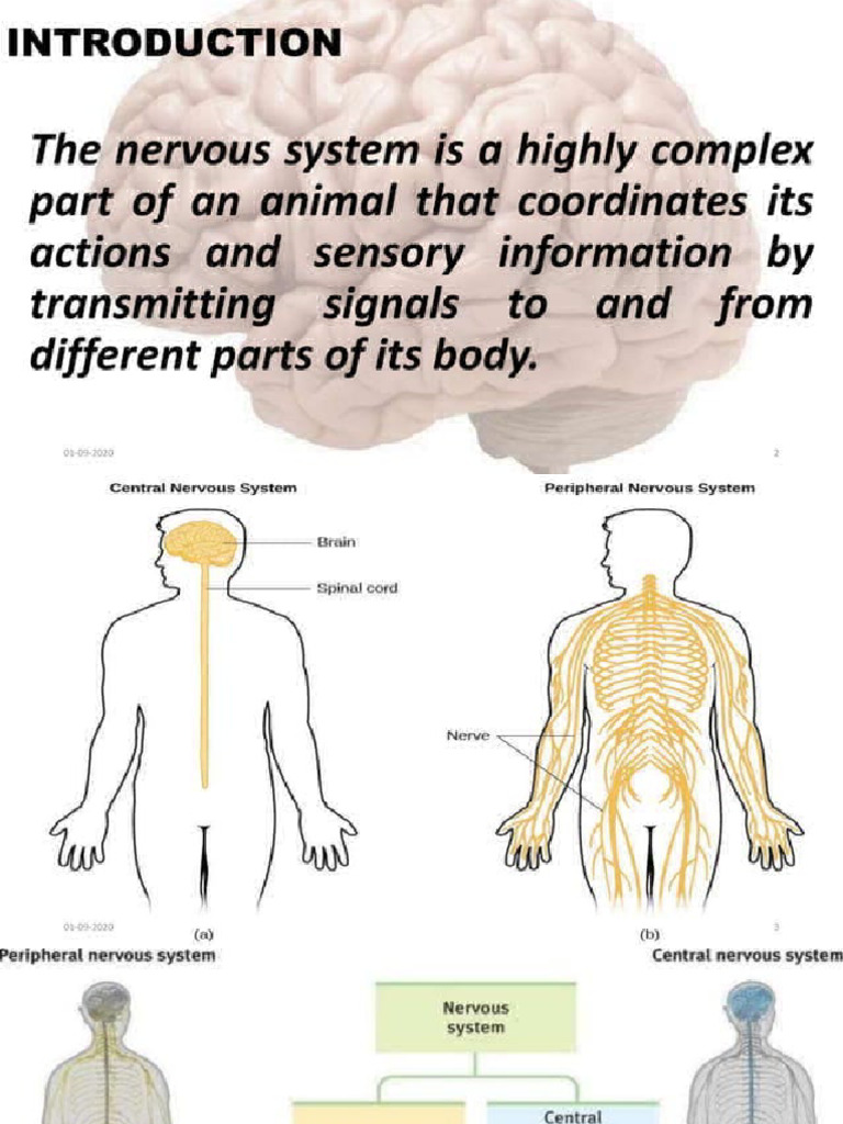 11 Nervous System | PDF
