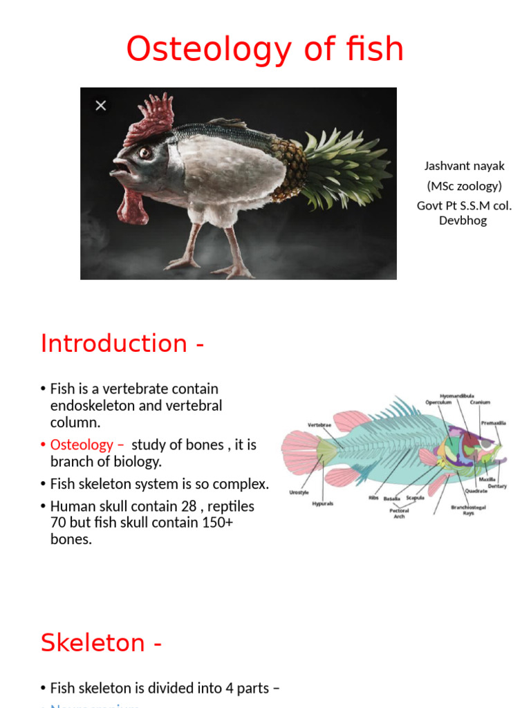 Fish Osteology and Skeleton Parts | PDF