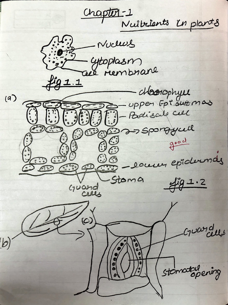 Nutrition in Plants Grade 7 | PDF