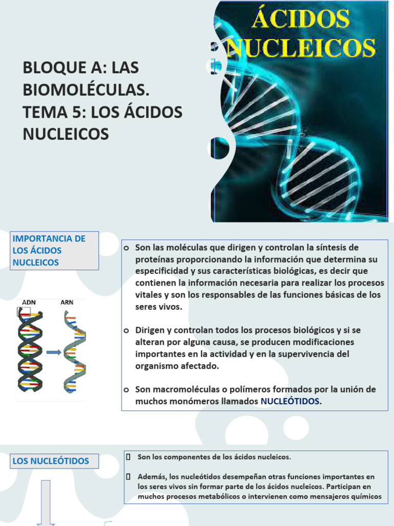 Tema 5. Acidos Nucleicos | PDF | Rna | Adn