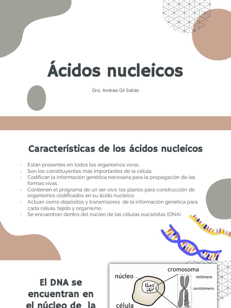 Estructura y Función de Ácidos Nucleicos | PDF | Replicación De Adn | Rna