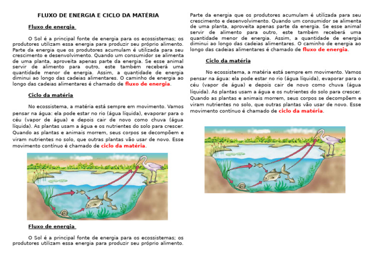 Texto Informativo Fluxo de Energia e Ciclo Da Matéria | PDF | Água ...