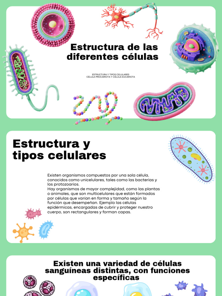 Estructura y Tipos de Células | PDF | Biología Celular) | Eucariotas