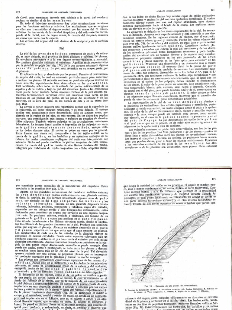 Compendio De Anatomía Veterinaria Pdf