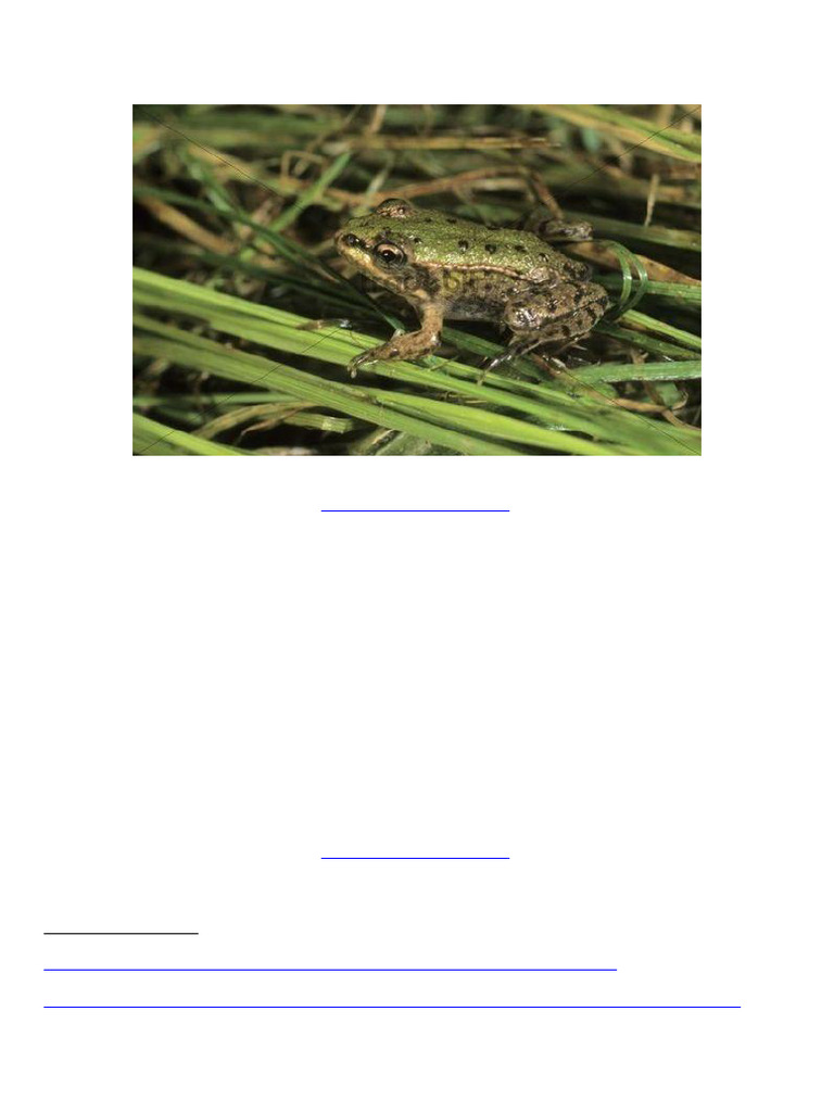 Edible Frog Juvenile Sunbathing Image | PDF | Christmas | Advent