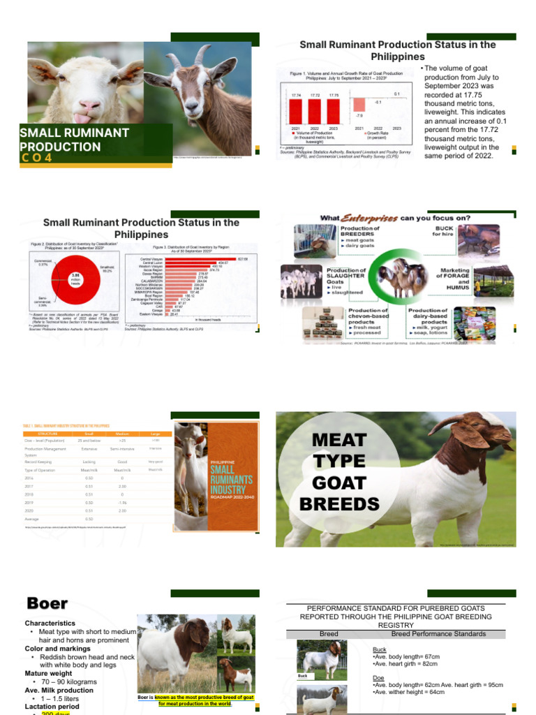Philippine Native Goat Breed Overview | PDF | Sheep | Goat