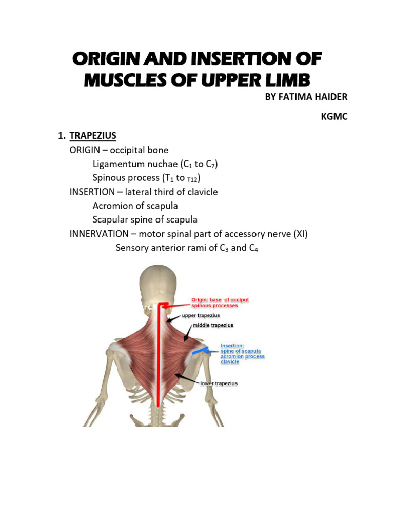 Origin And Insertion Of Muscles 1 0 Pdf Thumb Finger