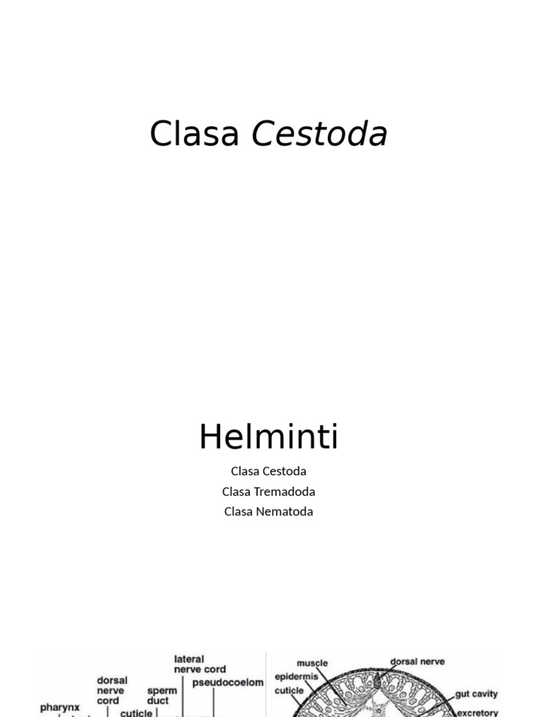 Clasa Cestoda | PDF