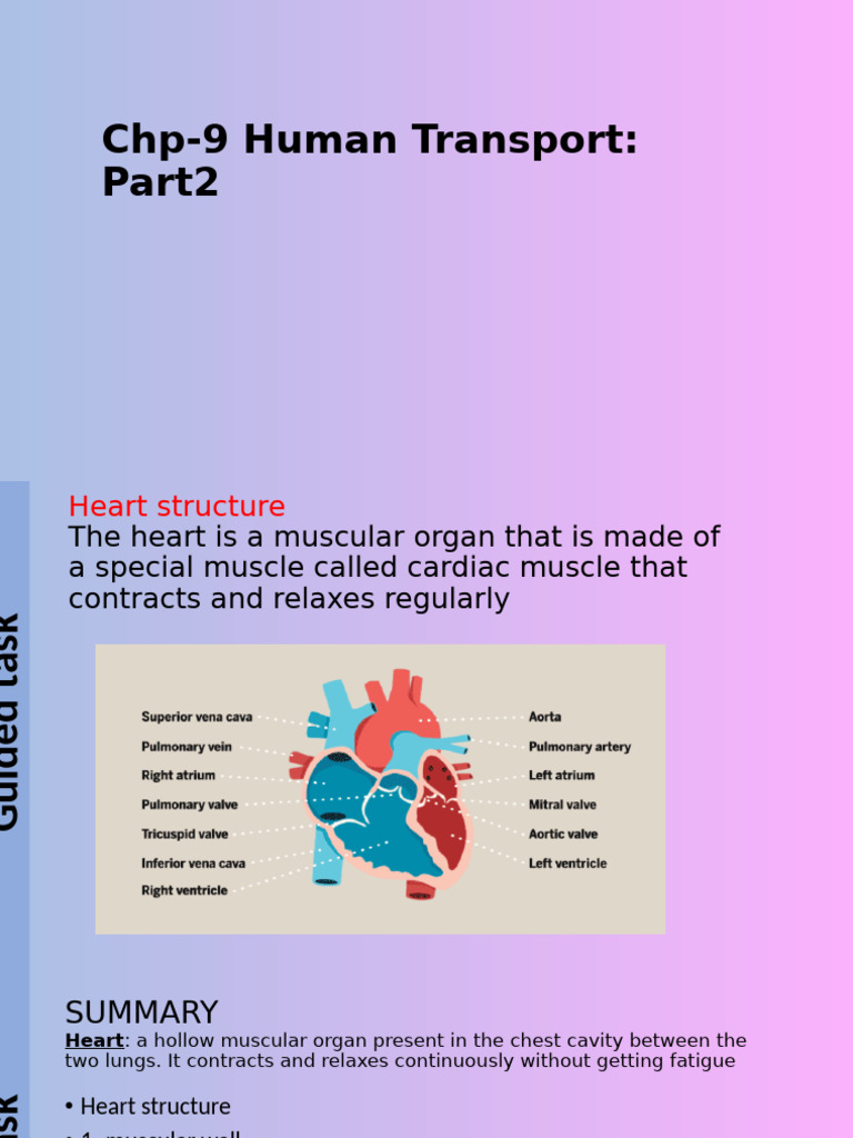 Heart Structure and Function Overview | PDF | Heart Valve | Heart
