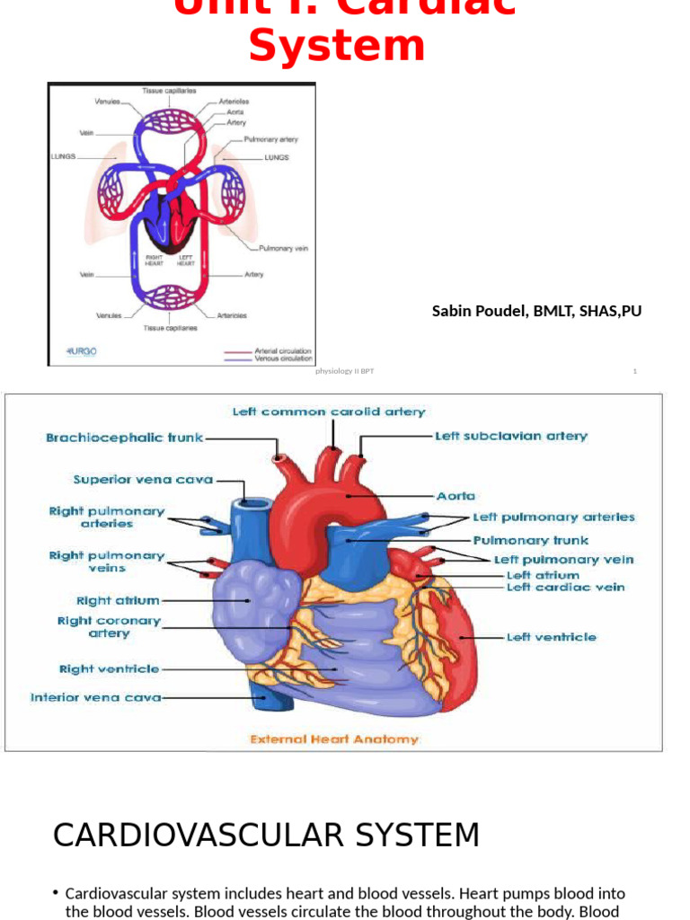 Overview of the Cardiovascular System | PDF | Diastole | Heart