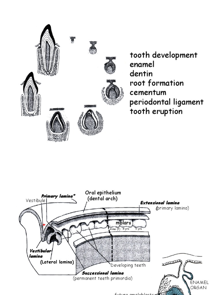Tooth Development Stages and Structures | PDF | Tooth Enamel | Human Tooth