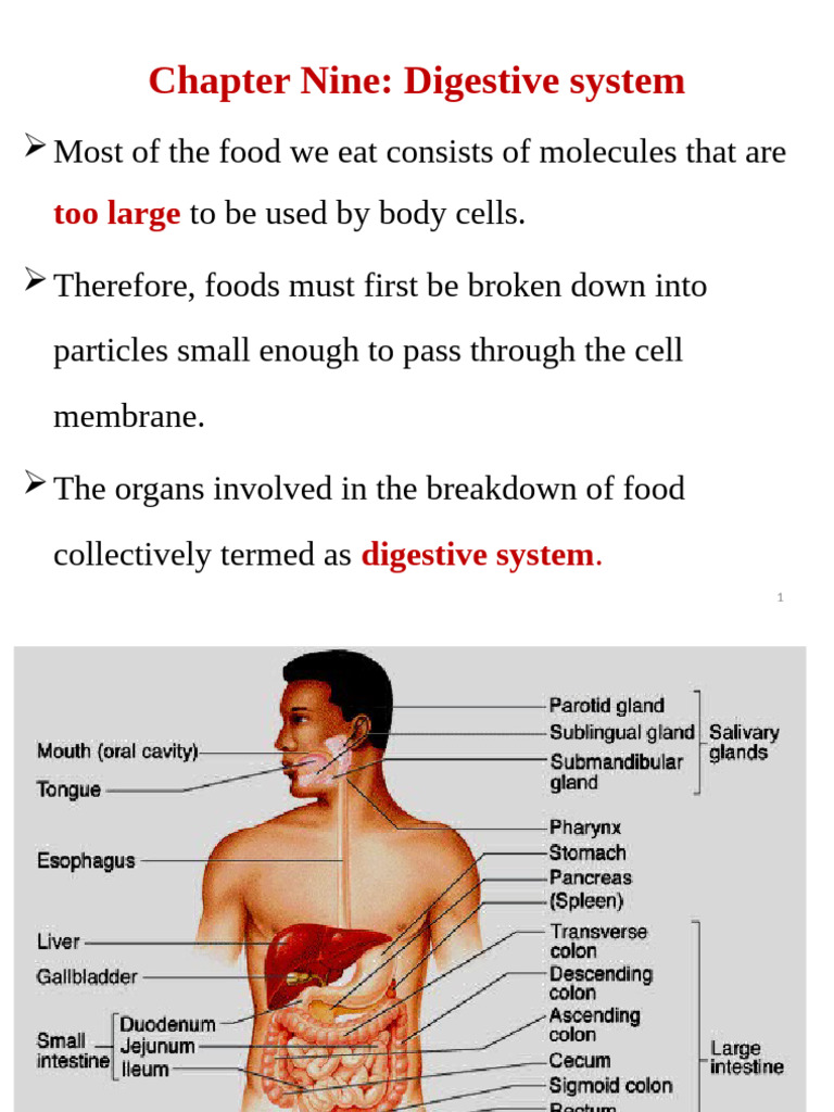 Chapter 6 Digestive System | PDF | Human Digestive System ...