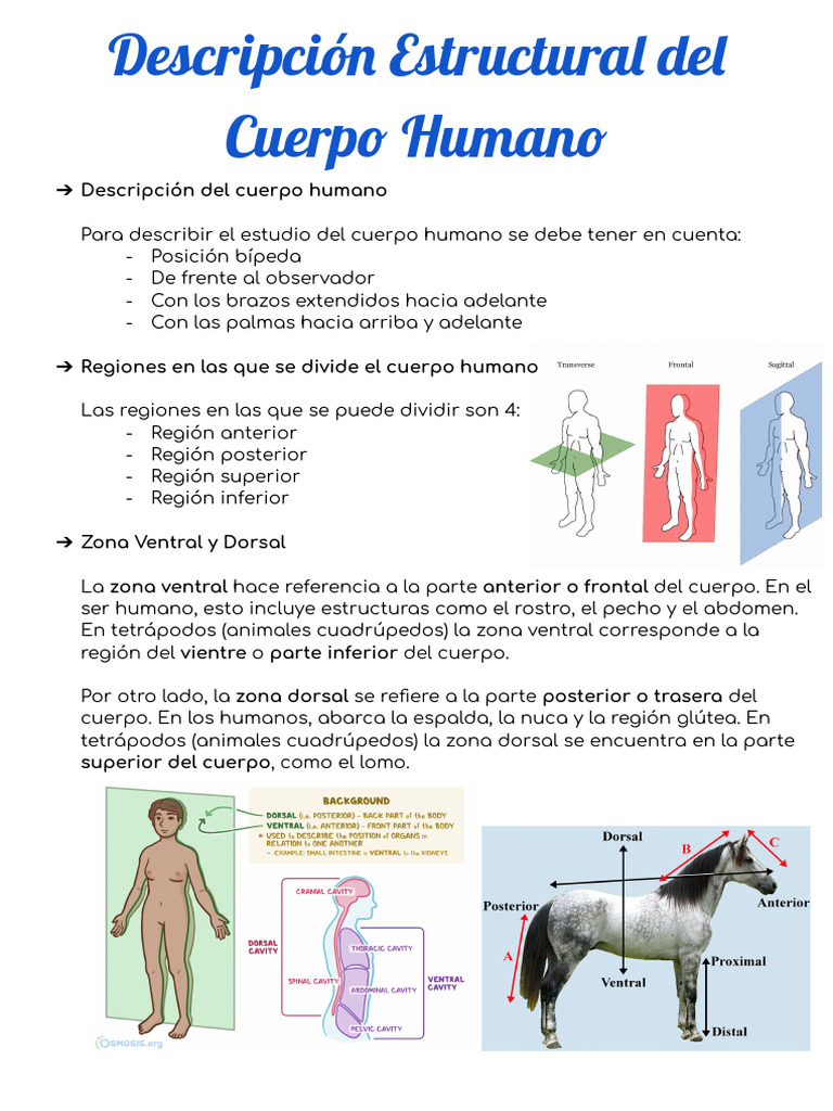 Estructura y Cavidades del Cuerpo Humano | PDF | Fluido cerebroespinal ...