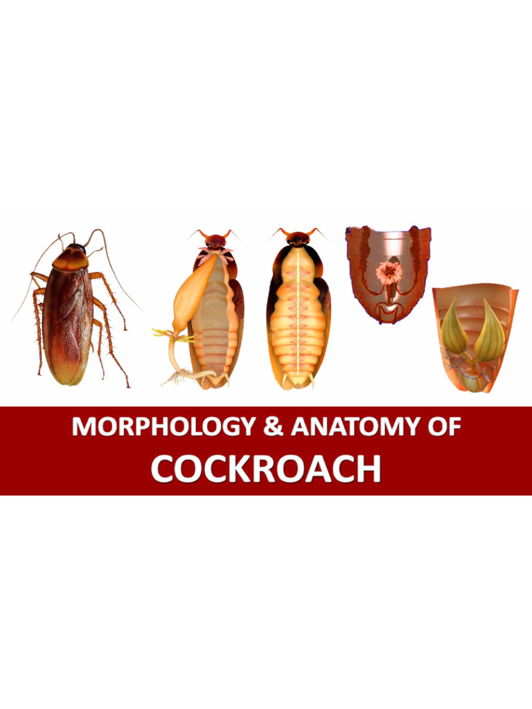 11.7 Cockroach | PDF