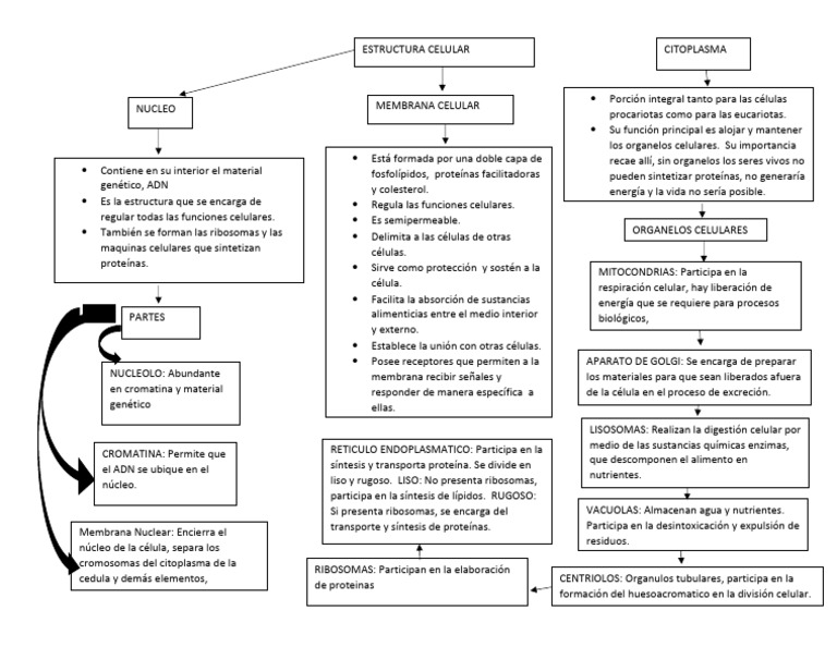 Estructura y Funciones de la Célula | PDF | Biología Celular) | Citoplasma