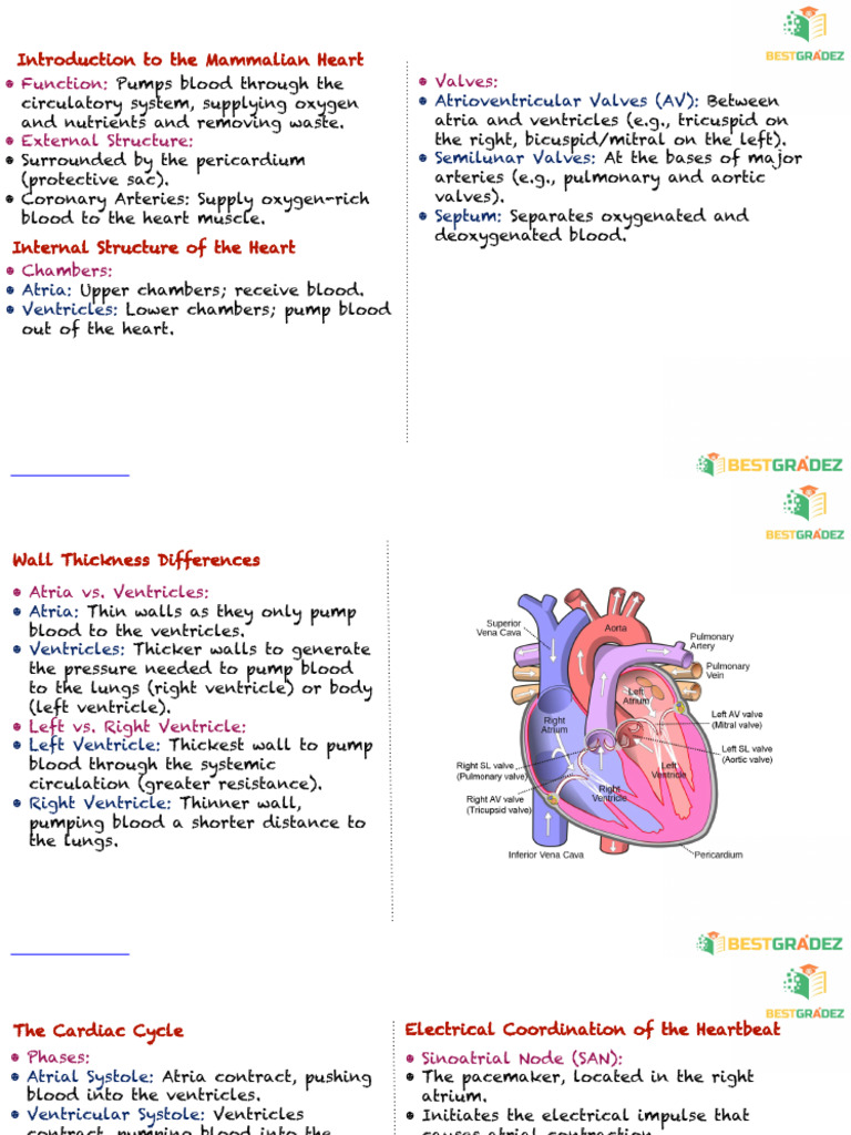Atrioventricular and Semilunar Valves | PDF | Heart Valve | Ventricle ...
