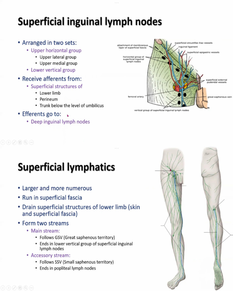 Lymph | PDF