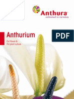 Anthurium Catalogue