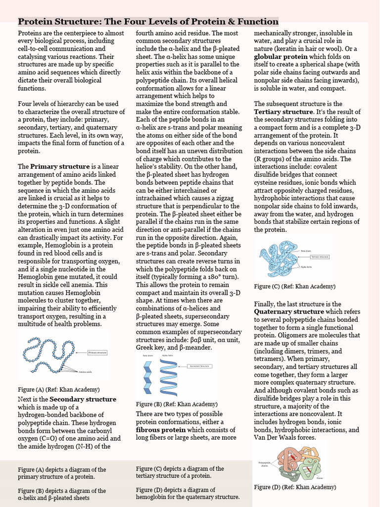 Peer-Reviewed Assignment (1) (1) | PDF | Protein Structure | Alpha Helix