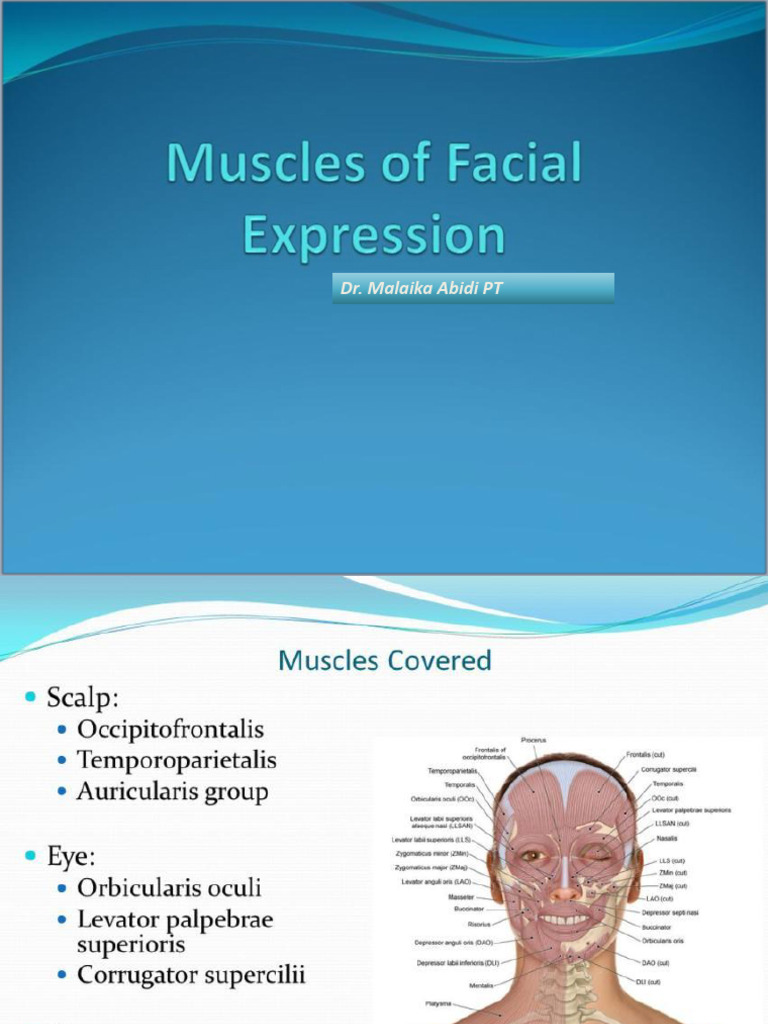 Facial Muscles | PDF
