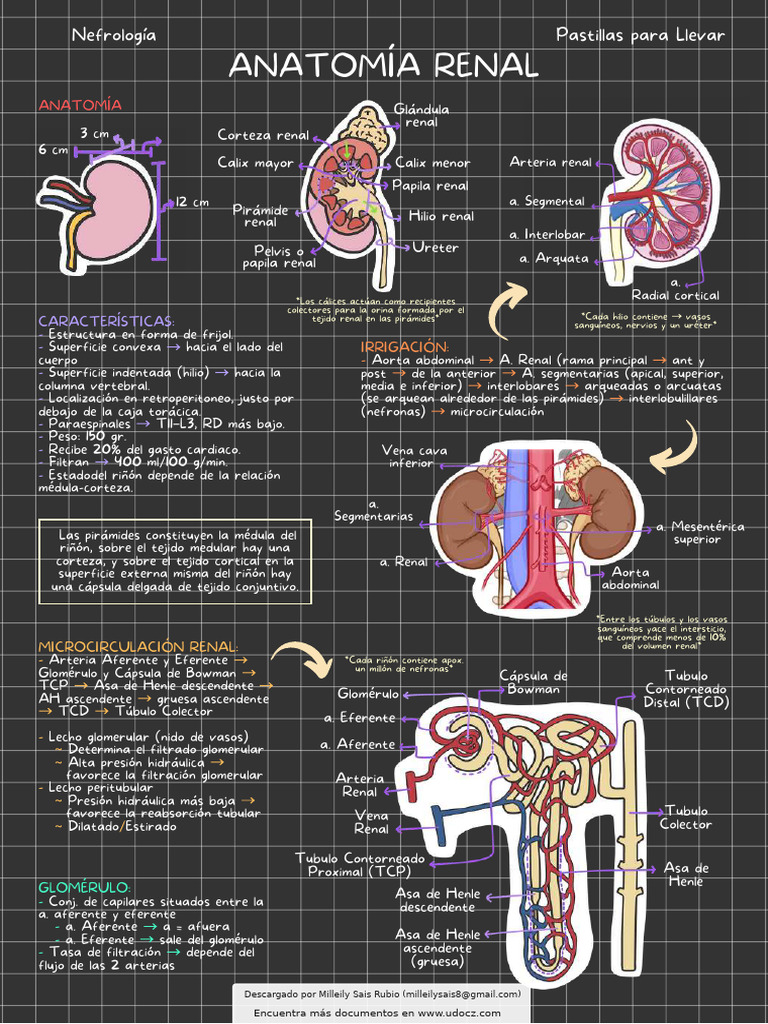 Anatomia Renal 476498 Downloable 916181 | PDF | Riñón | Anatomia animal