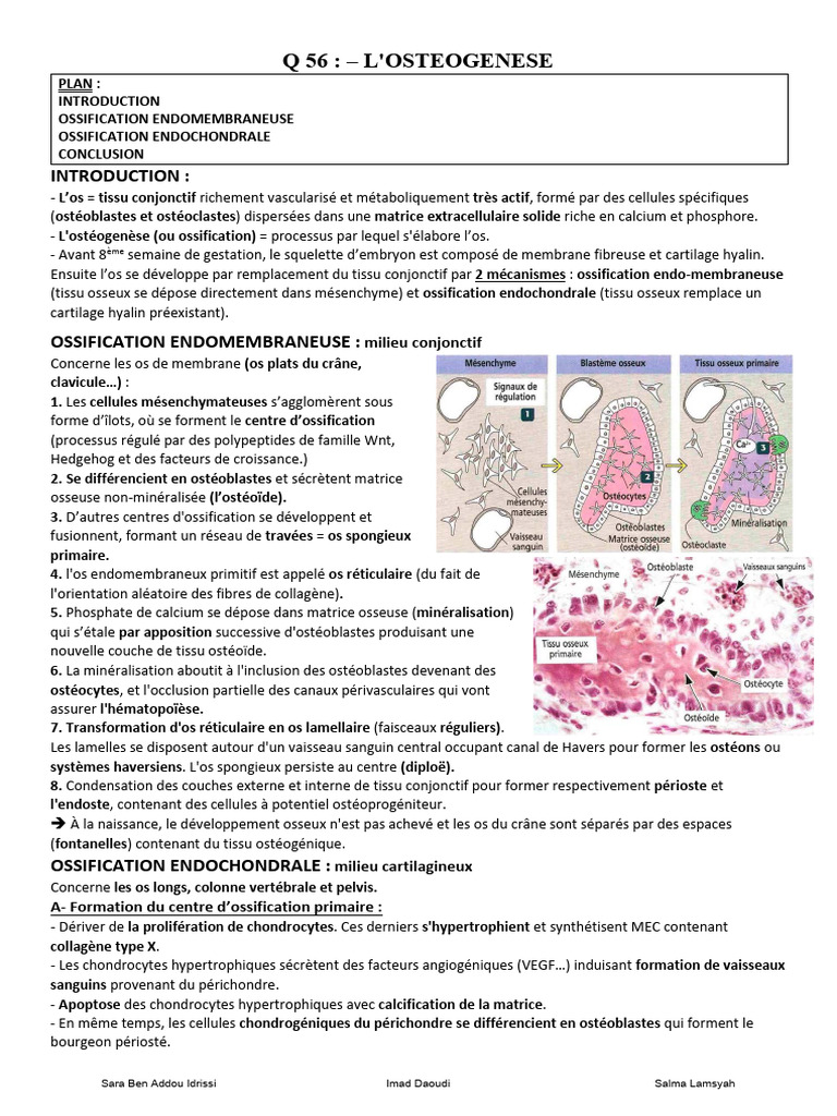 Processus d'Ostéogenèse et Ossification | PDF | Os | Ostéoblaste