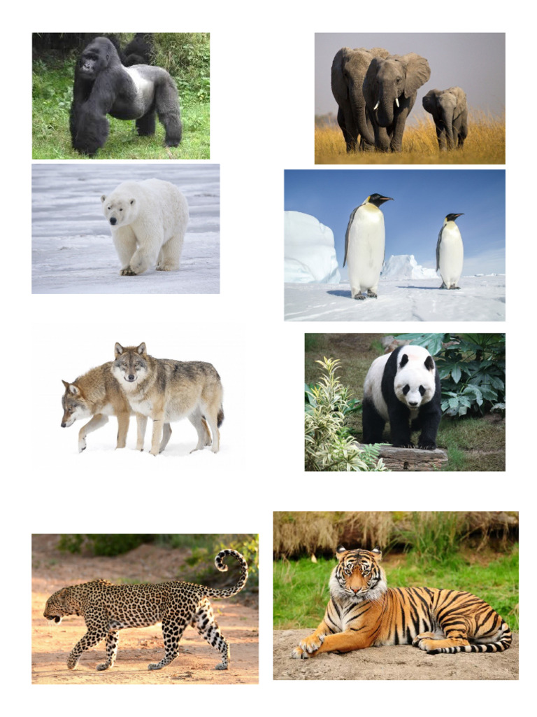 Animales en Peligro de Extincin | PDF