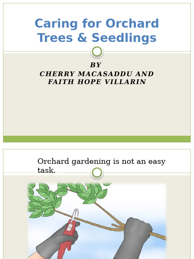 Caring For Orchard Trees Seedlings | PDF